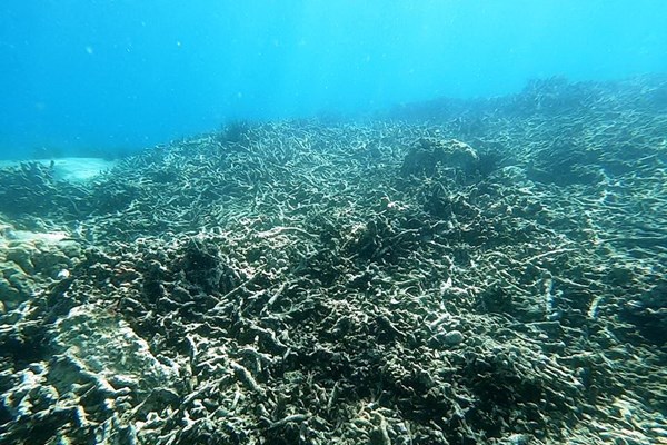 Khánh Hòa tạm dừng hoạt động lặn biển để cứu rạn san hô - Anh 1