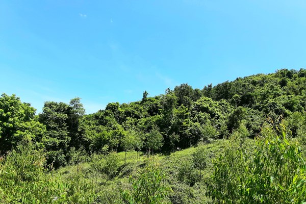 Bình Định: Gần 12 ha rừng tự nhiên, rừng phòng hộ bị “thay áo” để lấy đất rừng sản xuất trái phép - Anh 3