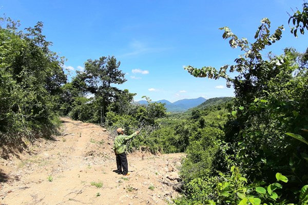 Bình Định: Gần 12 ha rừng tự nhiên, rừng phòng hộ bị “thay áo” để lấy đất rừng sản xuất trái phép - Anh 4