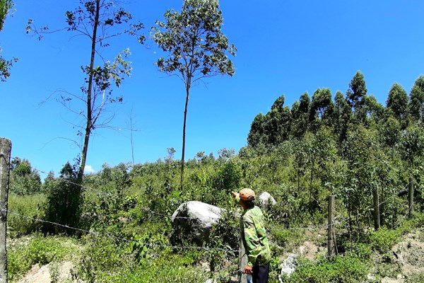 Bình Định: Gần 12 ha rừng tự nhiên, rừng phòng hộ bị “thay áo” để lấy đất rừng sản xuất trái phép - Anh 5