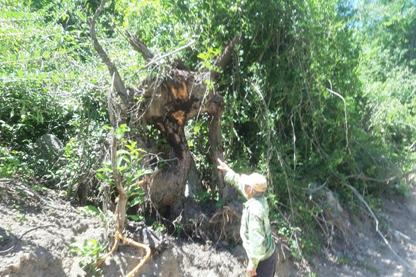 Bình Định: Gần 12 ha rừng tự nhiên, rừng phòng hộ bị “thay áo” để lấy đất rừng sản xuất trái phép - Anh 6