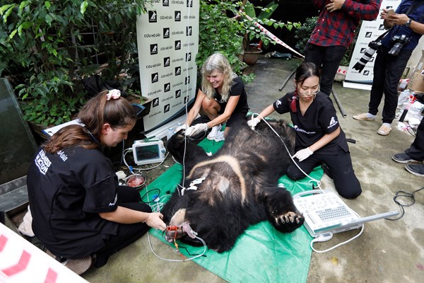 Một trang trại ở Hà Nội giao nộp 7 cá thể gấu ngựa - Anh 1