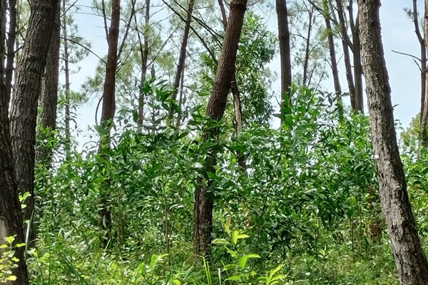 Quảng Nam: Hàng trăm cây thông bị “đầu độc