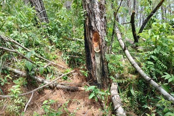 Quảng Nam: Hàng trăm cây thông bị “đầu độc