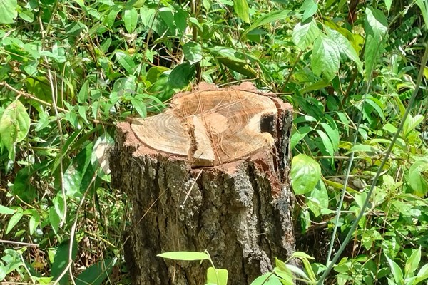 Quảng Nam: Hàng trăm cây thông bị “đầu độc