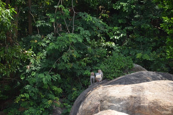 Quảng Ngãi: Chung tay bảo vệ đàn khỉ vàng quý hiếm ở đảo Hòn Trà - Anh 4
