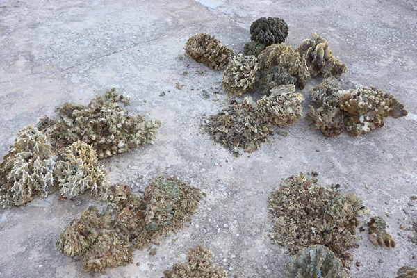 Quảng Ngãi: Tiêu hủy 131 kg san hô cứng do ngư dân khai thác trái phép - Anh 1