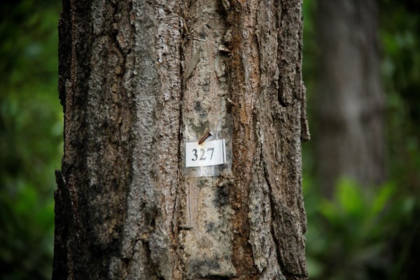 Quảng Nam yêu cầu xử lý nghiêm vụ rừng thông bị “đầu độc
