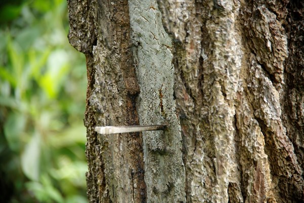 Quảng Nam yêu cầu xử lý nghiêm vụ rừng thông bị “đầu độc