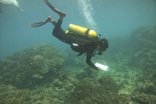 Để tour lặn ngắm san hô trở thành sản phẩm độc đáo (Bài 2): Chung tay bảo vệ - Anh 1