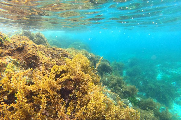 Sắc màu lung linh san hô ở biển duyên hải miền Trung - Anh 1