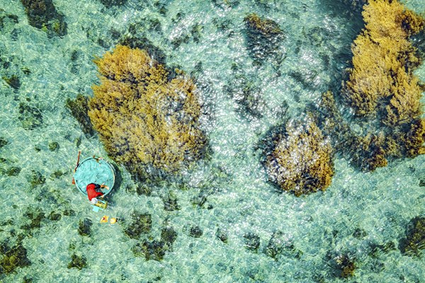 Sắc màu lung linh san hô ở biển duyên hải miền Trung - Anh 5