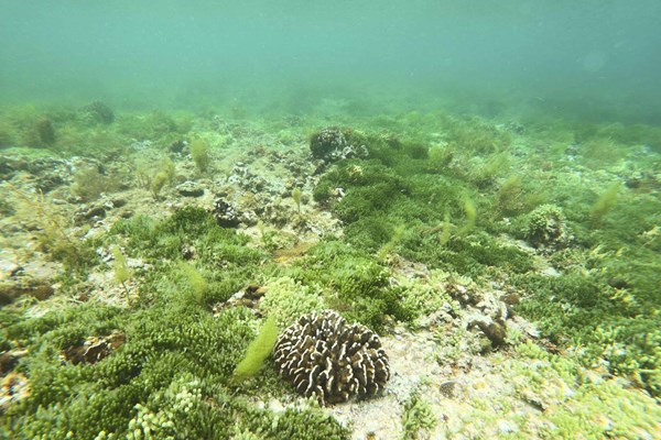 Sắc màu lung linh san hô ở biển duyên hải miền Trung - Anh 3