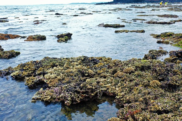 Sắc màu lung linh san hô ở biển duyên hải miền Trung - Anh 7