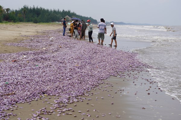 Hàng triệu con ngao giấy chết dạt vào bãi biển Thanh Hóa - Anh 1