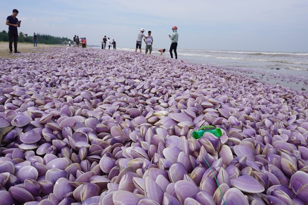 Hàng triệu con ngao giấy chết dạt vào bãi biển Thanh Hóa - Anh 2