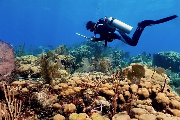 Công bố 'thủ phạm' phá hủy rạn san hô quan trọng bậc nhất thế giới - Anh 1