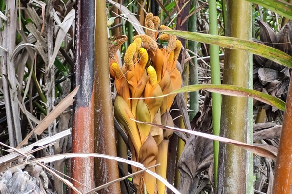 Rừng dừa nước Cà Ninh - điểm du lịch sinh thái hấp dẫn dịp lễ 2.9 - Anh 3