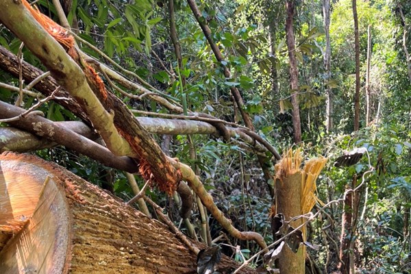 Kon Tum: Phát hiện vụ phá rừng lớn gần 150 m3 gỗ ở xã biên giới Mô Rai - Anh 1