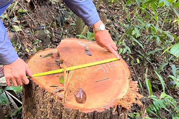 Kon Tum: Phát hiện vụ phá rừng lớn gần 150 m3 gỗ ở xã biên giới Mô Rai - Anh 2