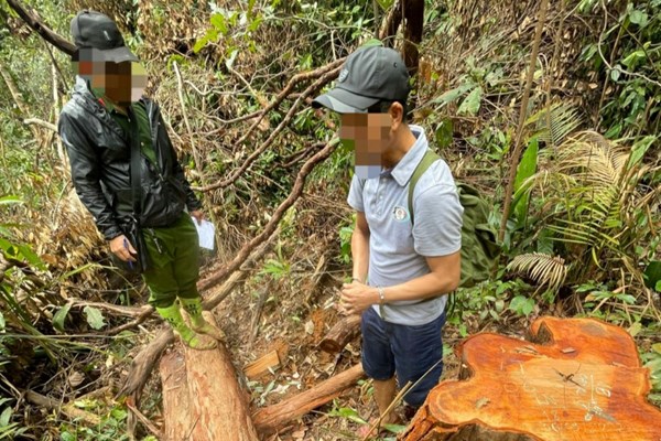 Kon Tum: Bắt giữ 3 đối tượng liên quan vụ phá rừng quy mô lớn ở Mô Rai