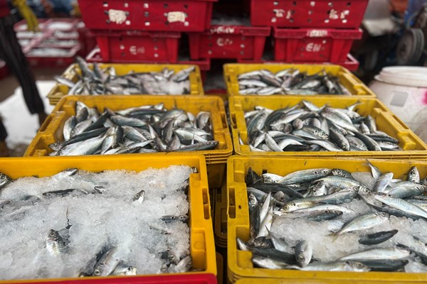 Quảng Ngãi: Hàng trăm tàu cá hối hả quay đầu vào bờ để bán cá chạy bão - Anh 4