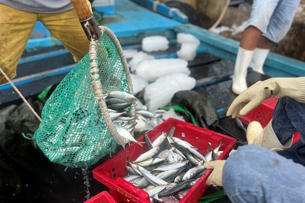 Quảng Ngãi: Hàng trăm tàu cá hối hả quay đầu vào bờ để bán cá chạy bão - Anh 2