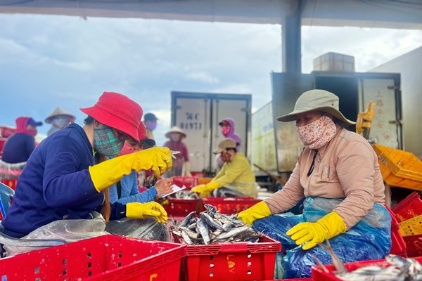 Quảng Ngãi: Hàng trăm tàu cá hối hả quay đầu vào bờ để bán cá chạy bão - Anh 3