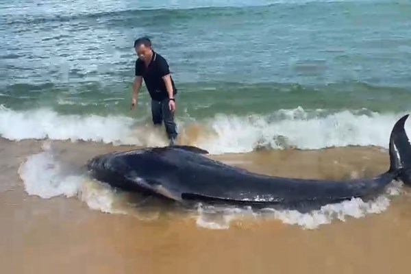 Quảng Ngãi: Nhóm du khách giải cứu cá ông ở bãi biển Châu Me - Anh 1