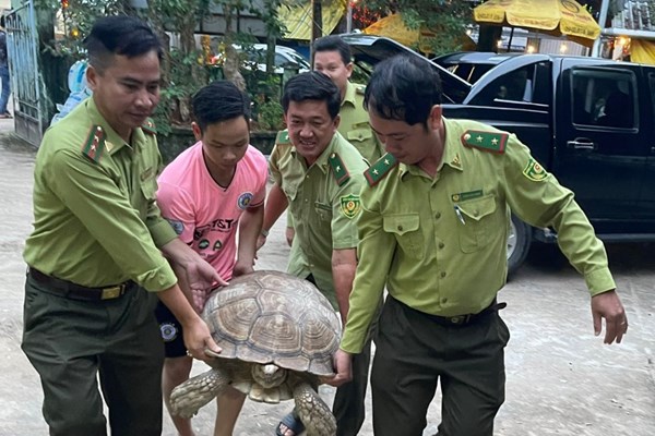 Người dân Phú Quốc tự nguyên giao nộp con rùa nặng 70kg - Anh 1