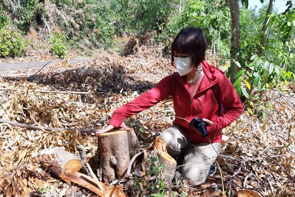 Hồi âm bài viết trên Văn Hóa: UBND tỉnh Bình Định yêu cầu kiểm tra việc cho khai thác rừng trồng tại danh thắng Ghềnh Ráng - Anh 1