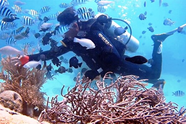 Phục hồi tổng thể rạn san hô ở Vịnh Nha Trang - Anh 1