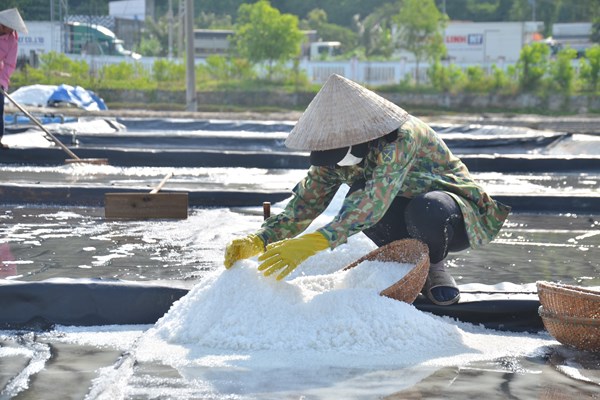 Cô gái Phạm Thị Hồng Thắm – Người đưa muối Sa Huỳnh vươn xa - Anh 2