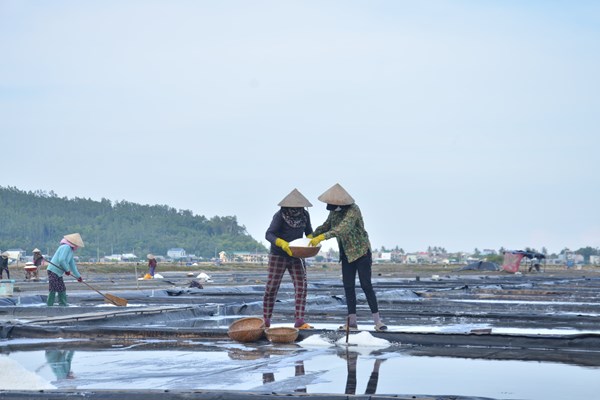 Cô gái Phạm Thị Hồng Thắm – Người đưa muối Sa Huỳnh vươn xa - Anh 6