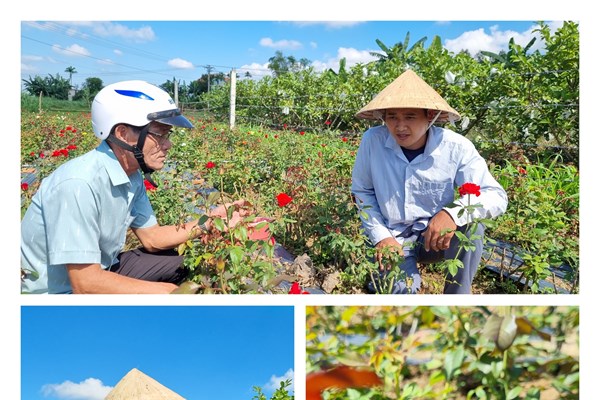 Xây dựng làng hoa ven sông Trà Bồng quê nhà thơ Tế Hanh - Anh 2