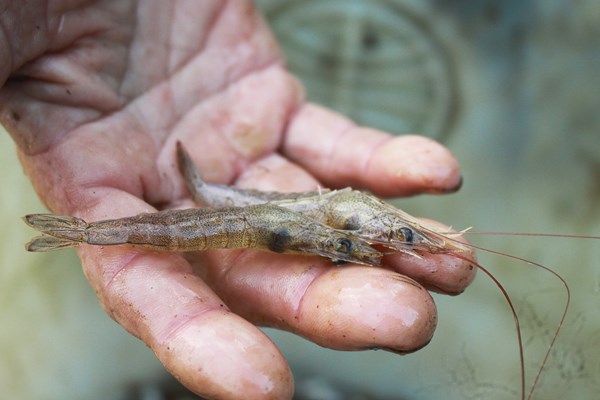 Mưu sinh với đặt nò bẫy cá trên sông Trà Bồng - Anh 4