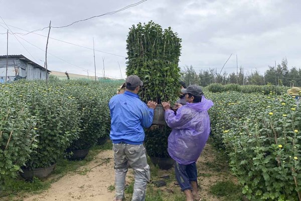 Phú Yên: Người trồng hoa, lúa… “khóc ròng” vì mưa triền miên - Anh 2