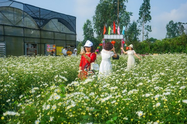 Đà Nẵng: Vườn cúc họa mi trái mùa thu hút người dân, du khách - Anh 2