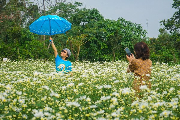 Đà Nẵng: Vườn cúc họa mi trái mùa thu hút người dân, du khách - Anh 4