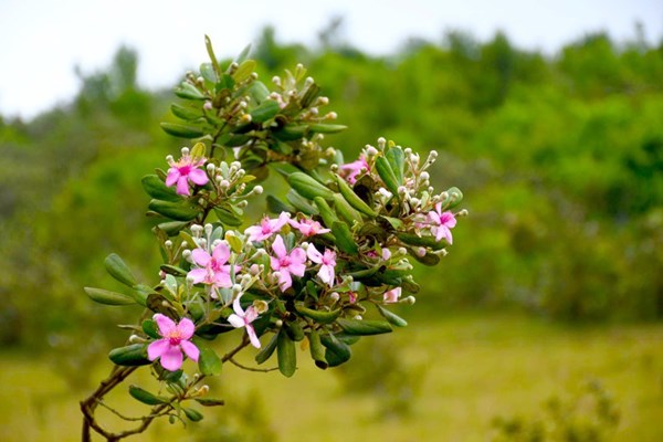 Cải tạo cây sim Bùi Hui để hút du khách - Anh 3