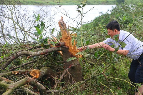 San ủi rừng ngập mặn ở Thừa Thiên Huế, đơn vị thi công xin khắc phục - Anh 1
