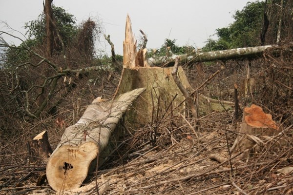 Đề nghị khởi tố vụ phá 6 héc ta rừng tự nhiên ở Quảng Bình - Anh 2