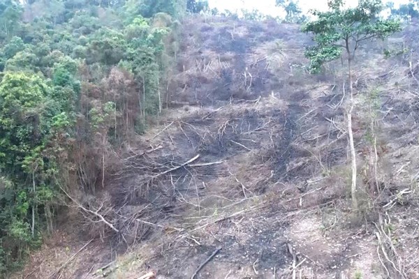 Đề nghị khởi tố vụ phá 6 héc ta rừng tự nhiên ở Quảng Bình - Anh 1