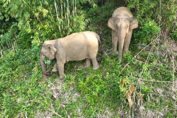 Nguy cơ xóa sổ voi rừng ở Nghệ An - Anh 2