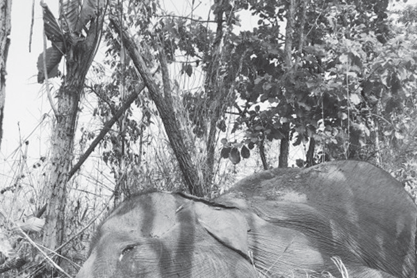 Thêm 1 trường hợp voi nhà bị chết ở Đắk Lắk: Những nỗ lực chưa có kết quả - Anh 1