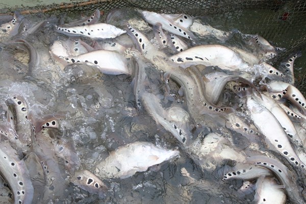 Quảng Ngãi: Nuôi cá lồng kết hợp phát triển du lịch sinh thái trên lòng hồ thuỷ điện - Anh 3