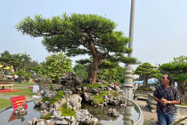 Hơn 2.000 cây cảnh, sinh vật cảnh triển lãm tại Quảng Ngãi - Anh 1