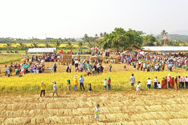 Quảng Ngãi: Lễ hội Ngày mùa tôn vinh nghề trồng lúa nước - Anh 5