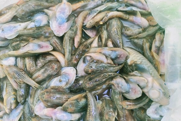 Cá chết hàng loạt trên sông Nước Bưu ở Quảng Nam - Anh 1