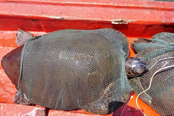 Kiên Giang thả 3 cá thể rùa biển quý hiếm về tự nhiên - Anh 1